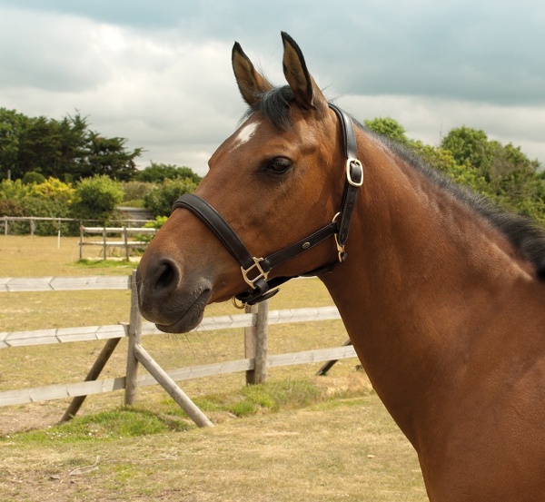 Heritage Saddlery English Leather Padded Headcollar